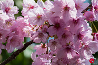 Hanami au temple Tocho-ji à Fukuoka