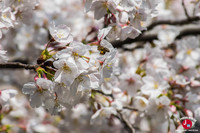 Hanami au temple Tocho-ji à Fukuoka