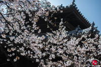 Hanami au temple Tocho-ji à Fukuoka