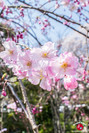Hanami au temple Tocho-ji à Fukuoka