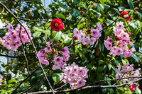 Hanami au temple Tocho-ji à Fukuoka