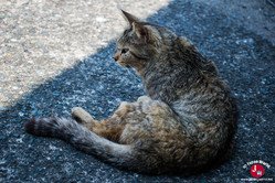 Les chats de l'île d'Ainoshima à Fukuoka