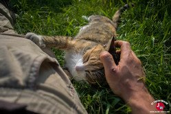 Complicité avec un chat sur l'île d'Ainoshima à Fukuoka
