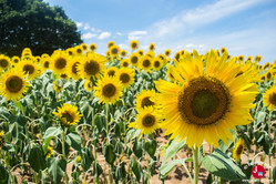 Les tournesols au parc de l'île de Nokonoshima