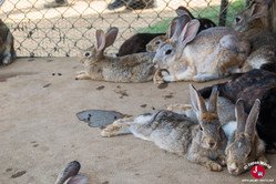 Les animaux sur l'île de Nokonoshima