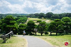 Les tournesols au parc de l'île de Nokonoshima