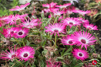 Les fleurs du Kuju Flower Park