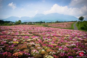 Kuju Flower Park Kuju Flower Park