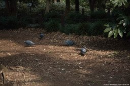 La faune au parc Kitanomaru