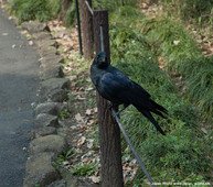 Kitanomaru-koen La faune au parc Kitanomaru