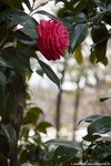 Kitanomaru-koen La flore au parc Kitanomaru