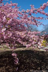 Fleurs de cerisier