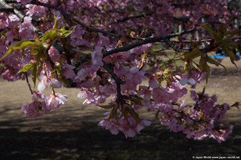 Fleurs de cerisier