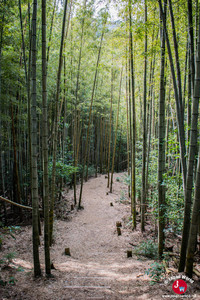 Forêt de bambous lors de la randonnée pour le lac Tempa à Fukuoka