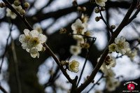 Village de campagne japonais Yamaguchi proche du lac Tempai à Fukuoka