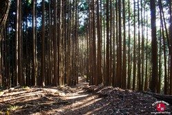 Descente vers le mont Sogaku-san