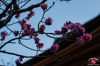 Le sanctuaire Dazaifu Tenman-gu