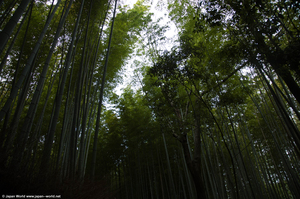 Bambouseraie d'Arashiyama