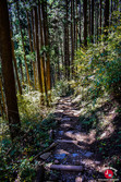 Un des chemins qui mène à la cascade Nanayonotaki