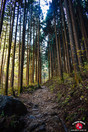 Chemin qui mène au Mont Ohtake