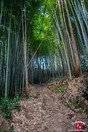 La petite bambouseraie du temple Nanzo-in