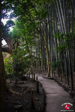 Le jardin de bambou du temple Hokoku-ji