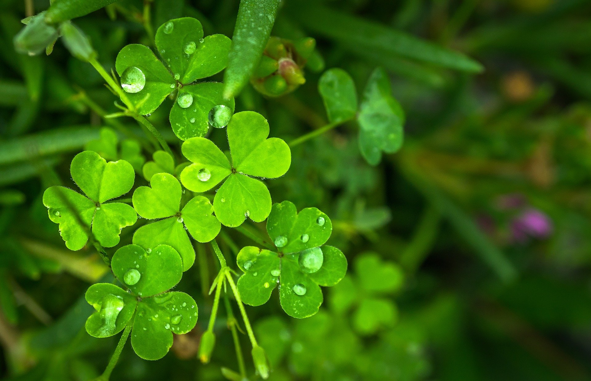 Trèfles verts couverts de gouttes d’eau après la pluie