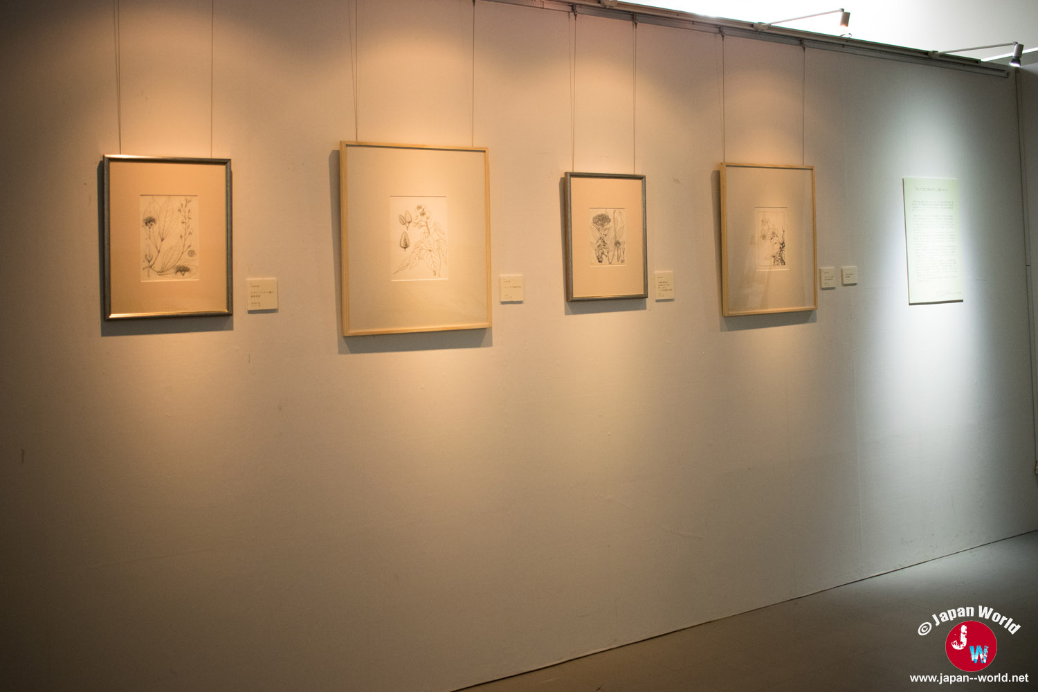 Série d'illustrations botaniques encadrées sur le mur de l'exposition temporaire