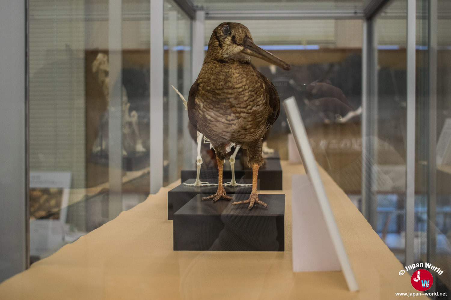 Oiseau naturalisé exposé dans une vitrine du musée de l'université de Kyushu