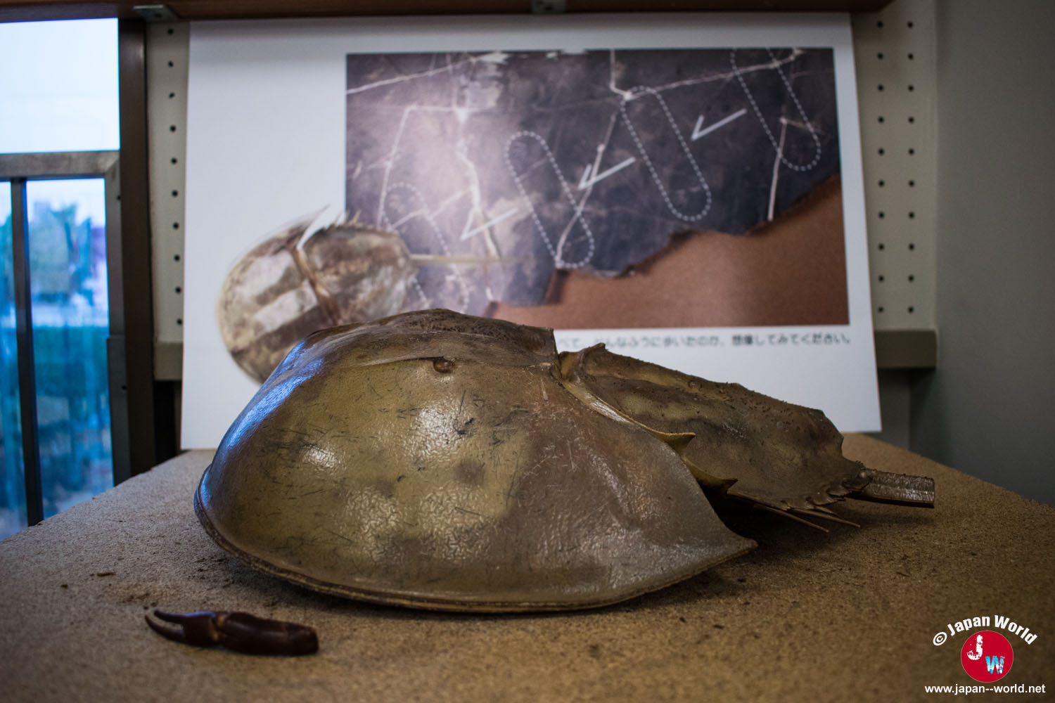 Spécimens de limules présentés dans l'exposition permanente du musée