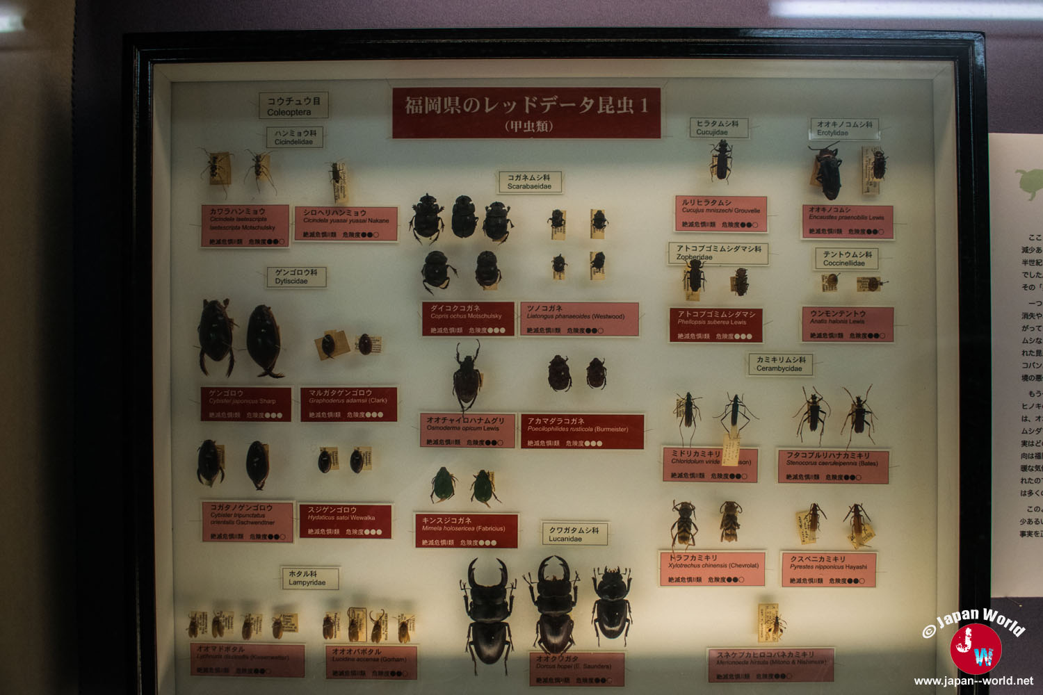 Collection de coléoptères japonais classés dans une vitrine entomologique