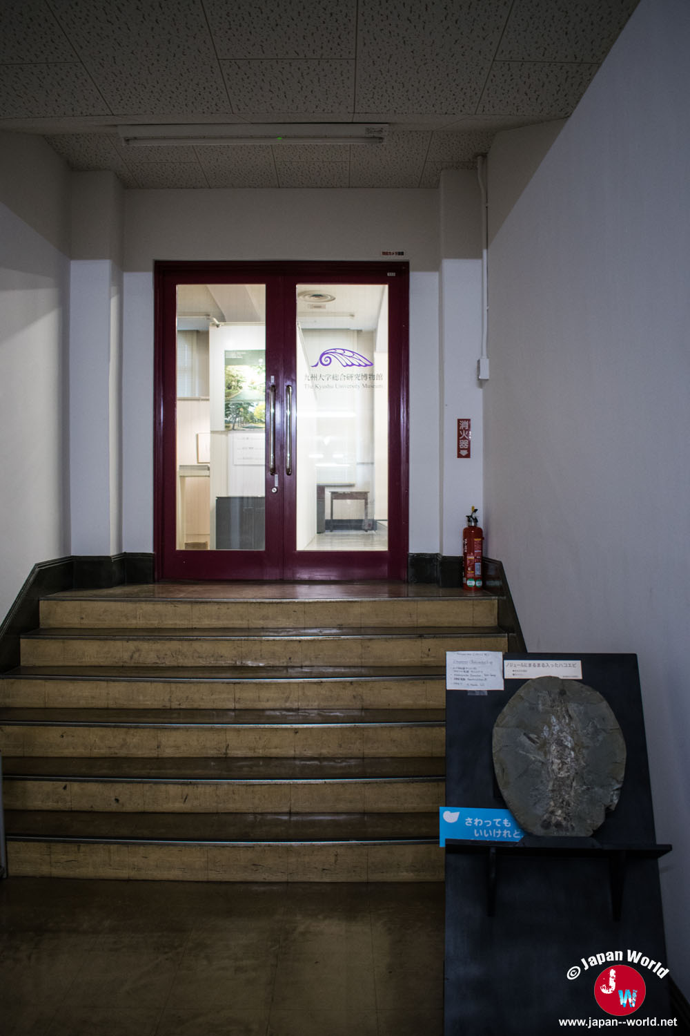 Escalier et porte d'entrée du musée de l'université de Kyushu avec un fossile exposé