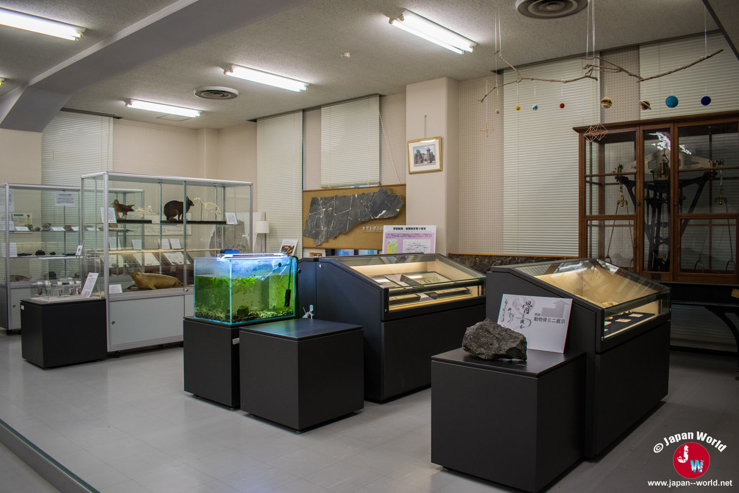Salle du musée avec un aquarium et plusieurs vitrines consacrées aux collections scientifiques
