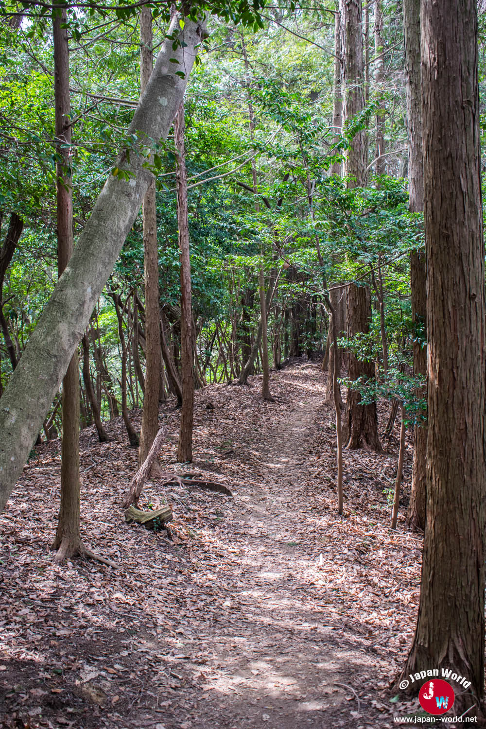 Entrée dans la forêt de bambous sur le chemin du lac Tempai