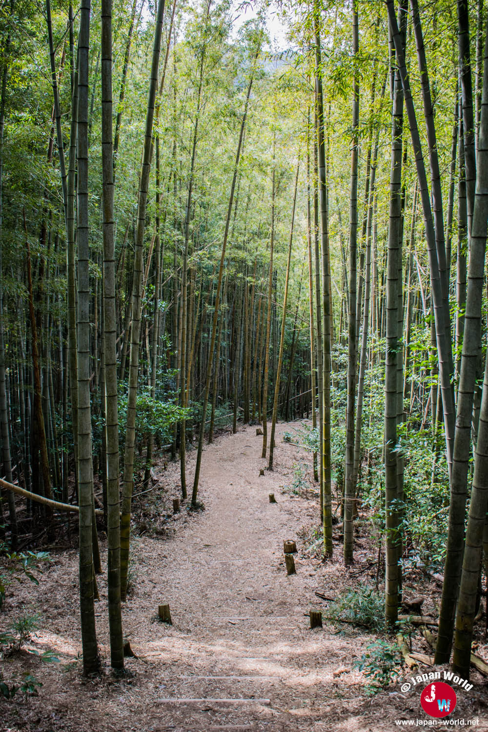 Haute forêt de bambous sur la randonnée du lac Tempai