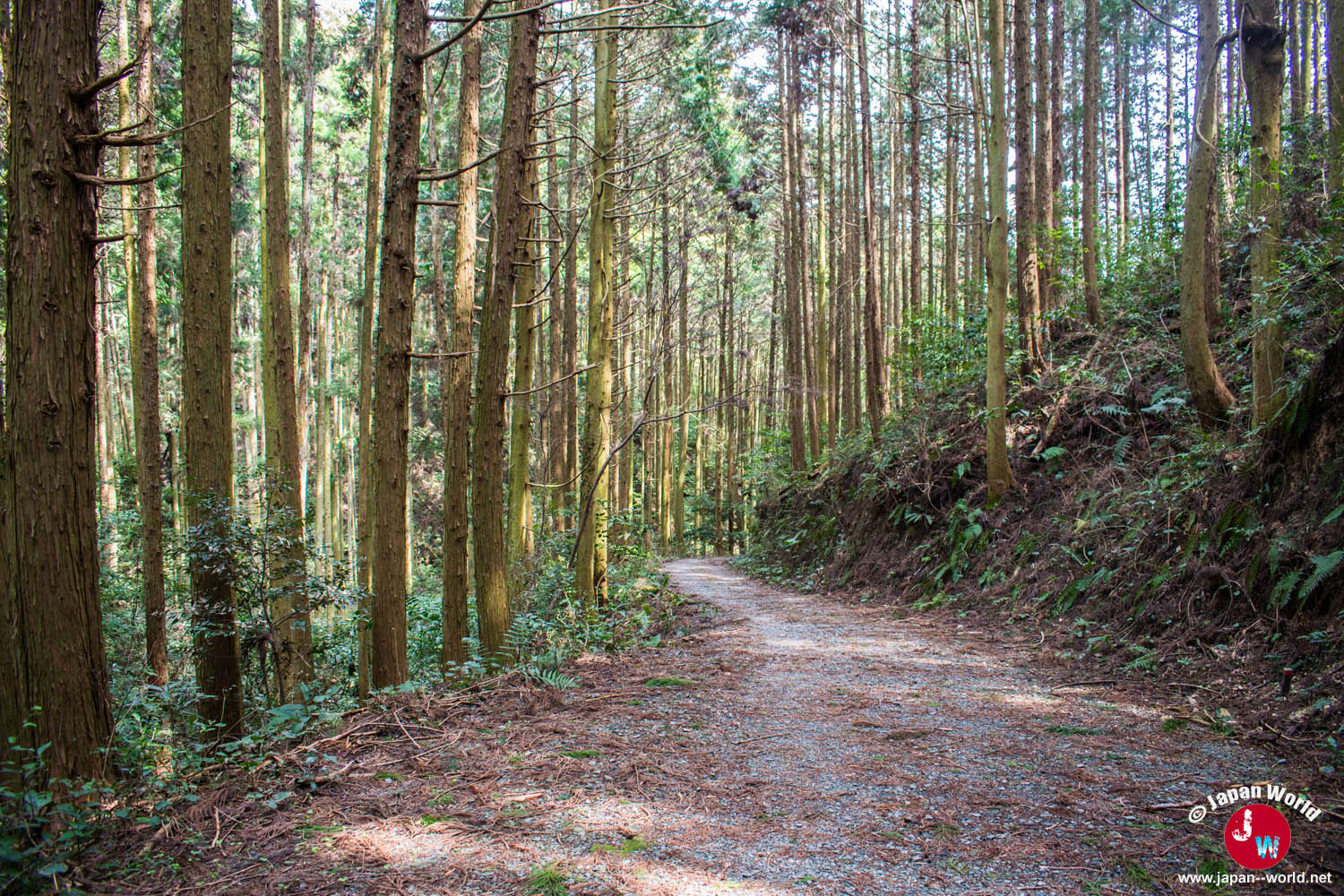 Large chemin bordé de grands arbres vers le lac Tempai