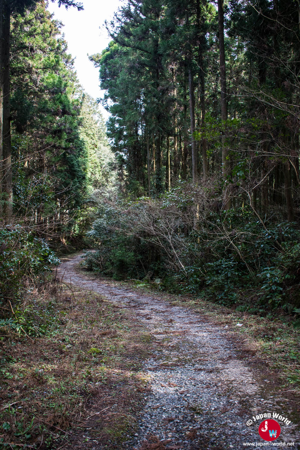 Allée forestière descendant vers la route du lac Tempai