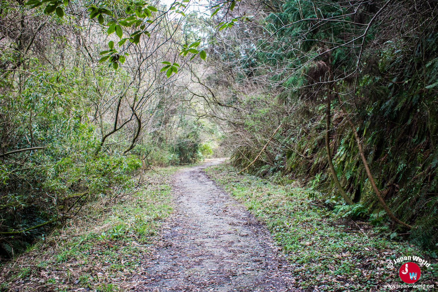 Large chemin de randonnée bordé de végétation vers le lac Tempai