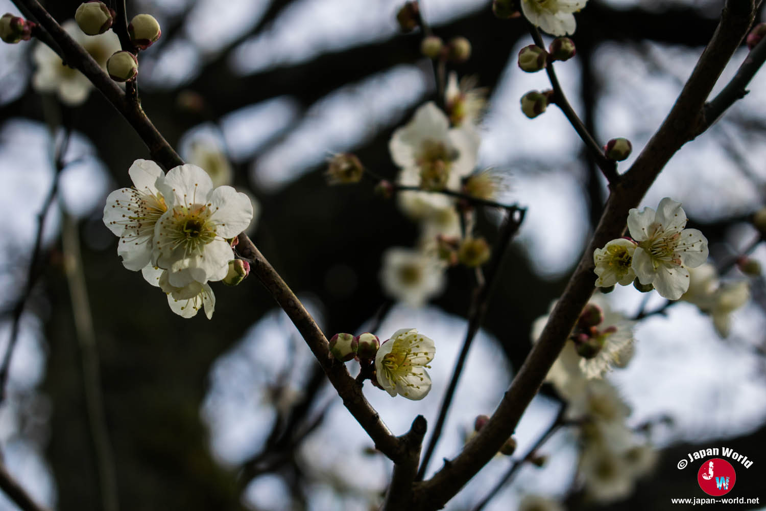 Fleurs blanches annonçant le printemps dans le village de Yamaguchi