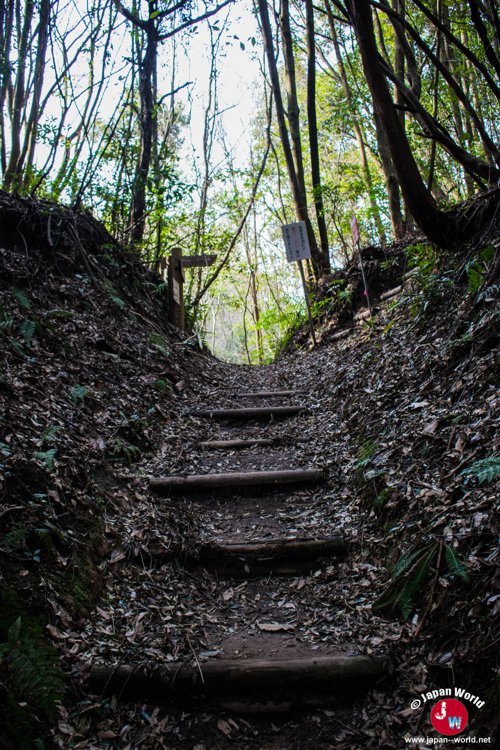 Escalier forestier pendant le retour de la randonnée du lac Tempai