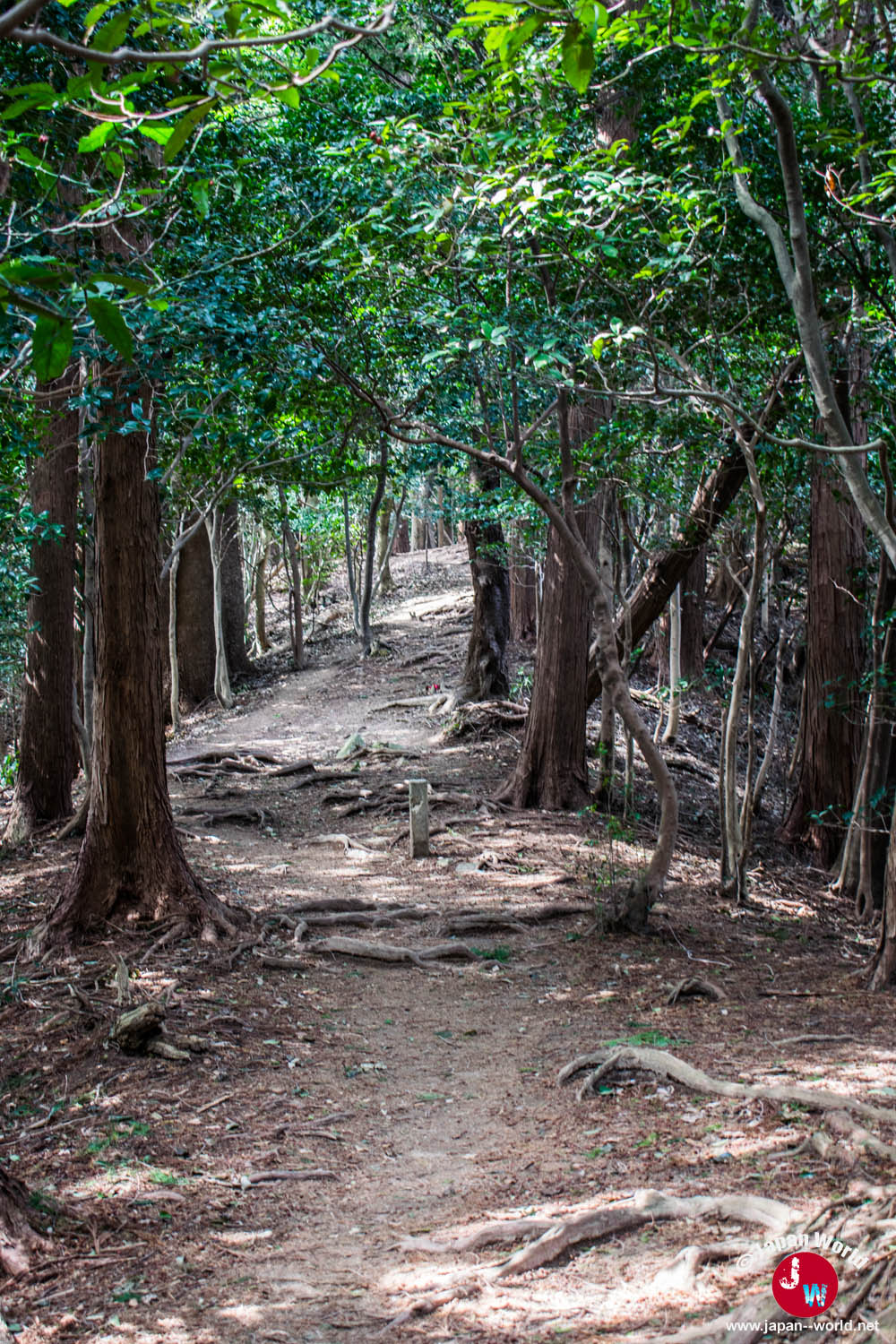 Sentier forestier escarpé pendant la randonnée vers le lac Tempai