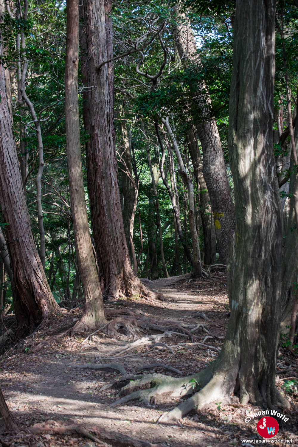 Chemin traversant les grands arbres au retour du lac Tempai