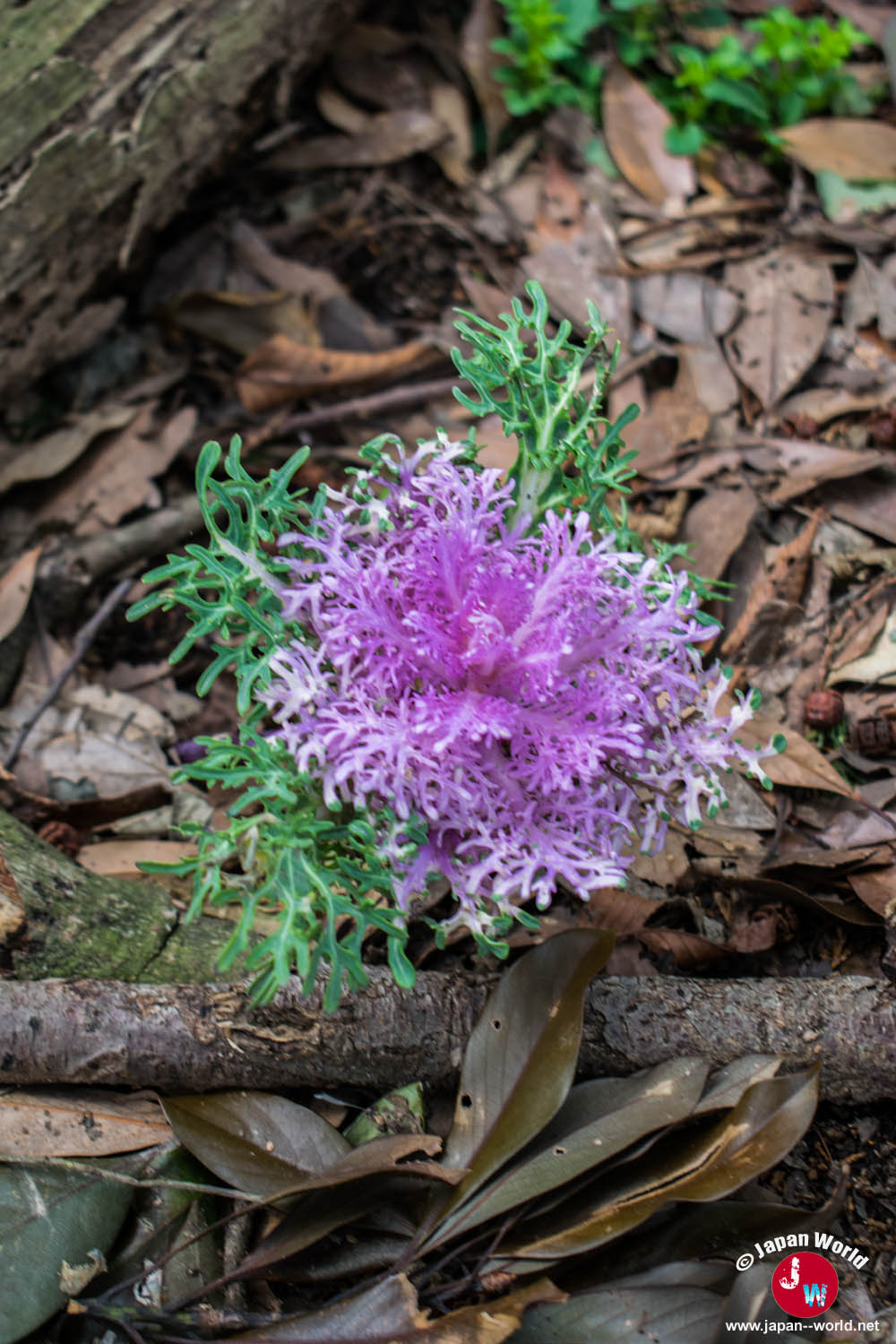 Fleur violette sauvage au bord du sentier du lac Tempai