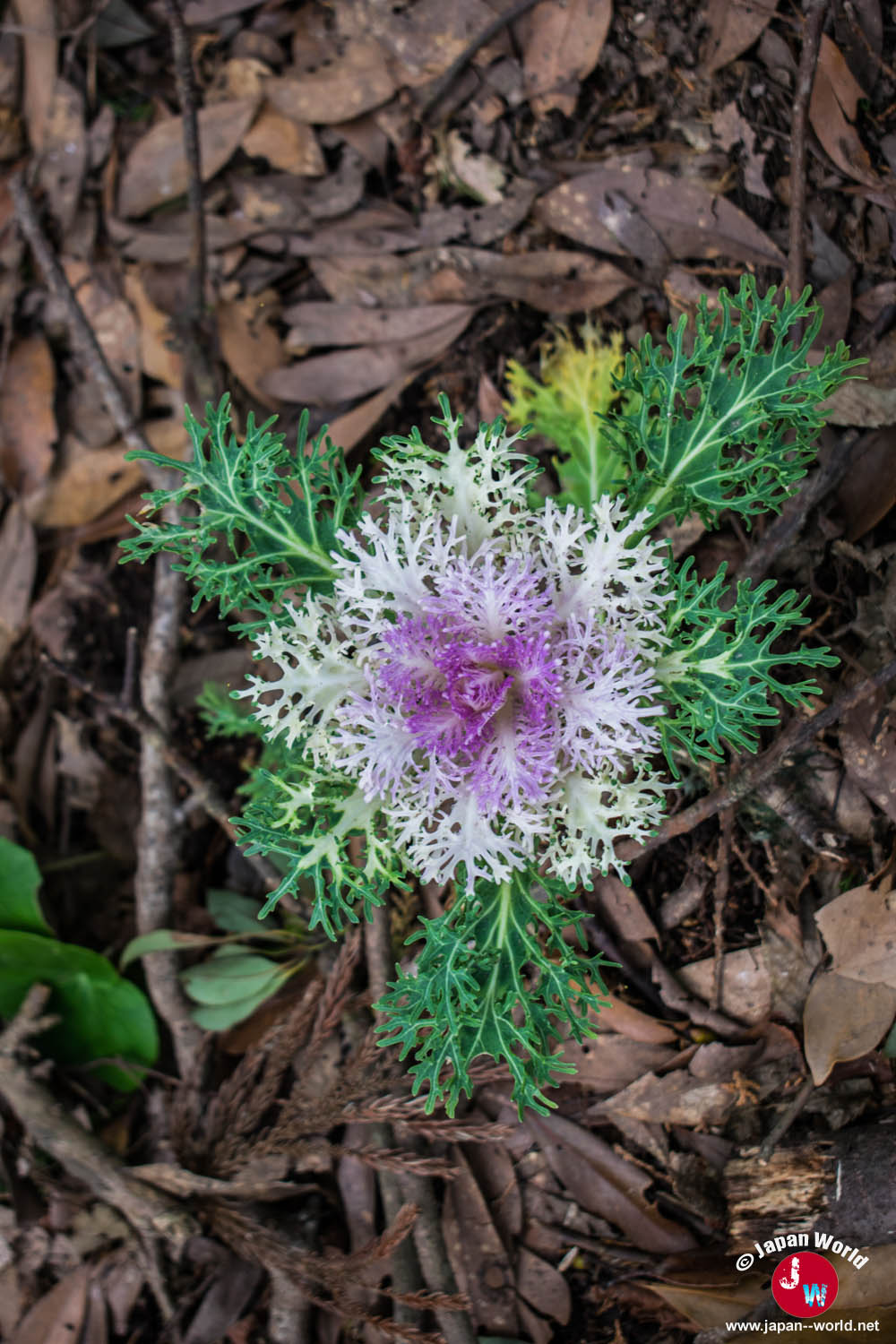 Gros plan sur une fleur violette pendant la randonnée du lac Tempai