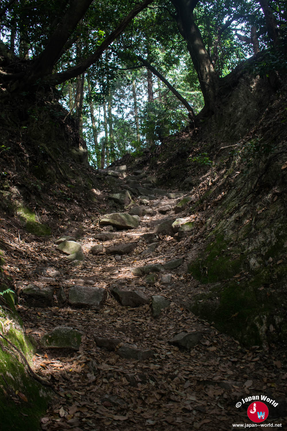 Chemin forestier montant vers le mont Homan
