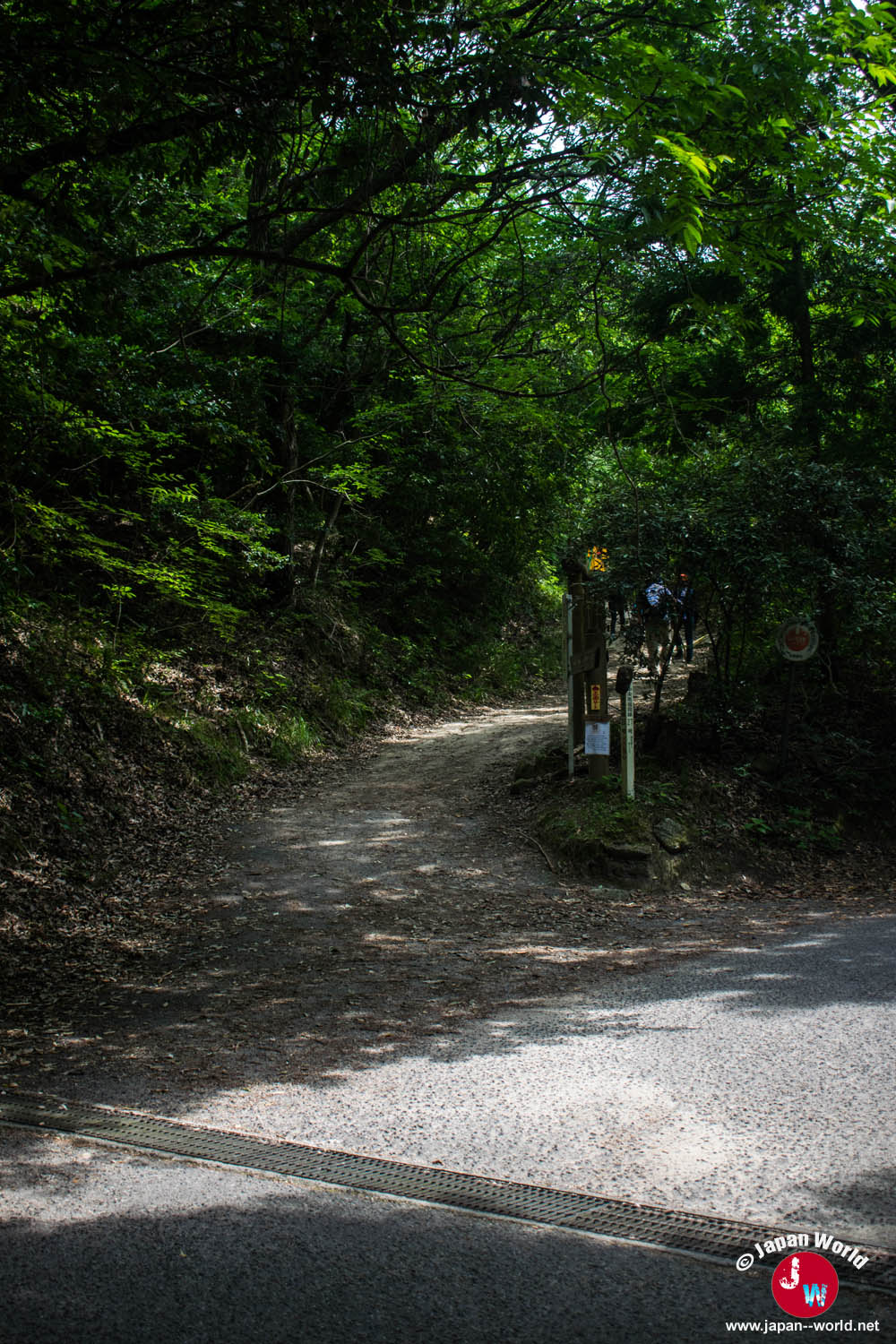 Intersection forestière où prendre à gauche vers le mont Homan