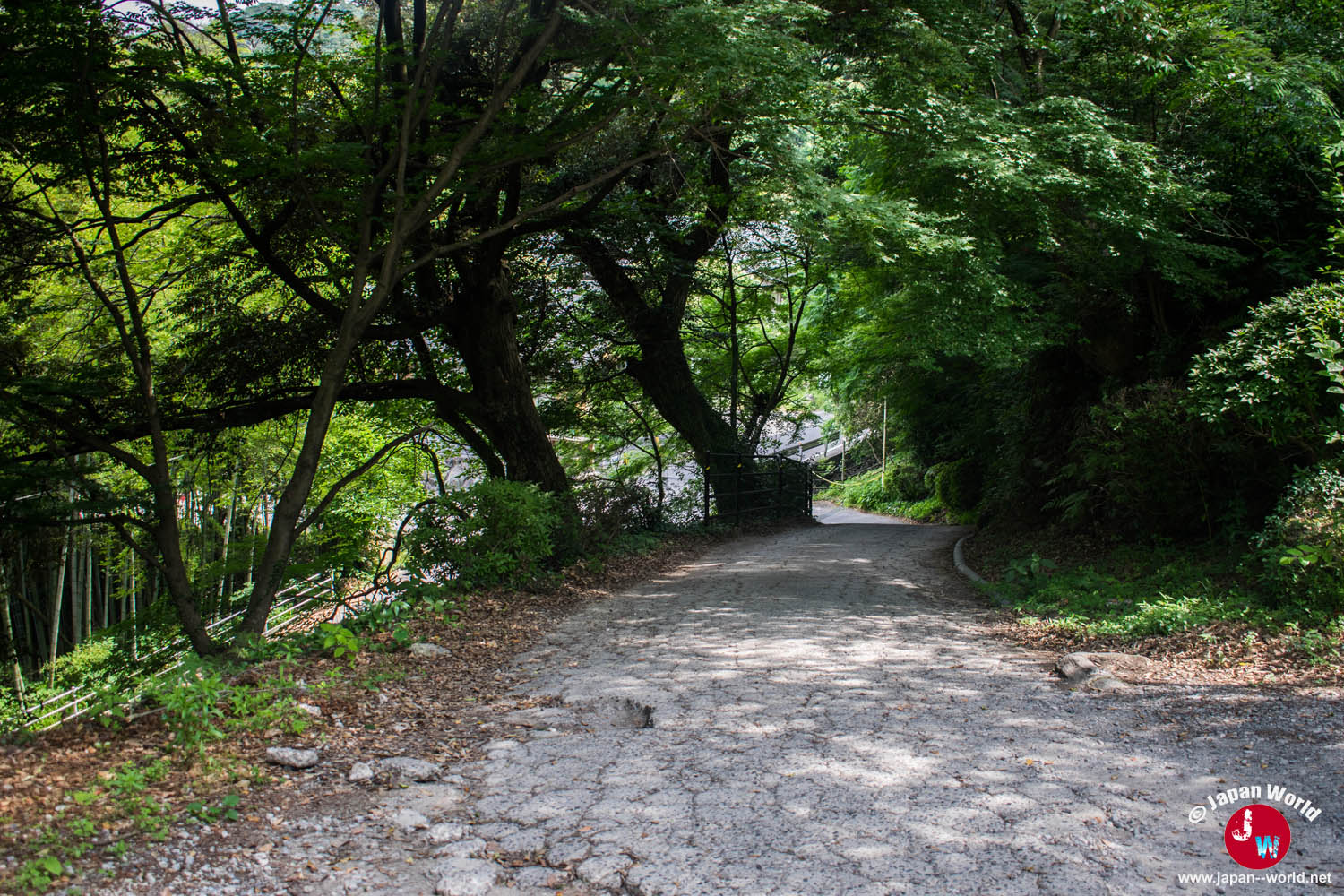 Route arborée conduisant au carrefour du mont Homan