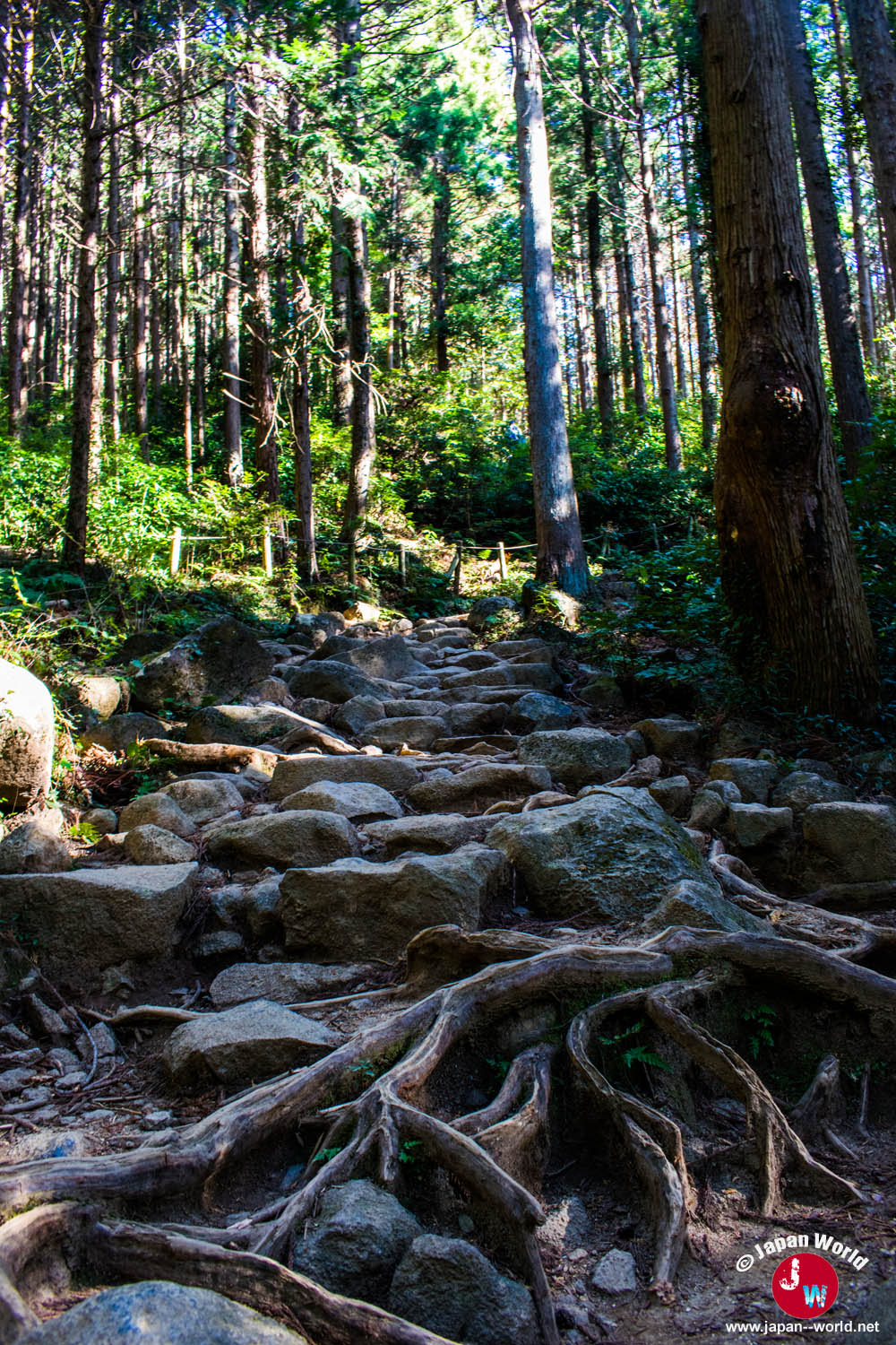 Montée rocheuse entre les arbres du sentier Miyukigahara
