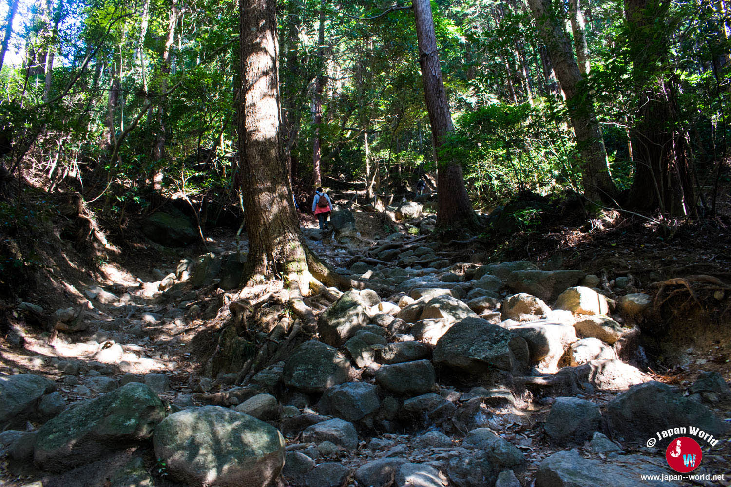 Pierres et racines sur le sentier Miyukigahara