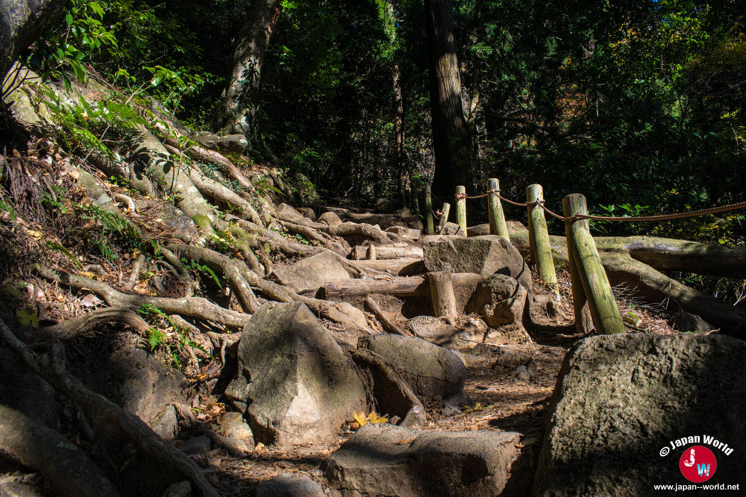 Racines formant des marches le long du sentier Miyukigahara